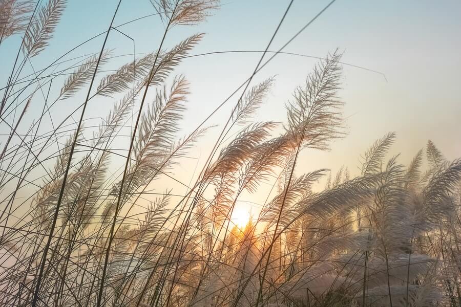 ornamental grass in a windy garden