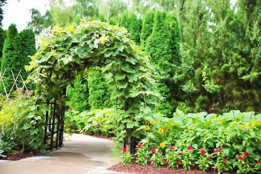 trellis ideas for a big garden