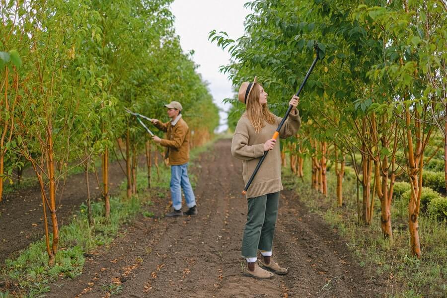 people pruning trees in a fruit tree guild