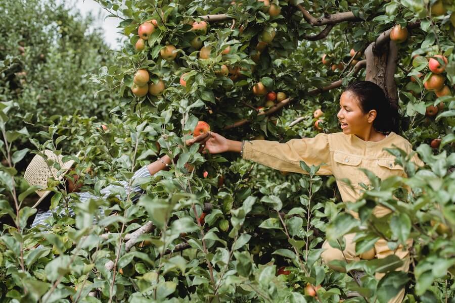 person picking fresh fruit