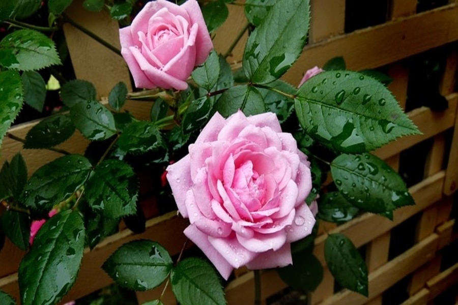 trellis ideas for plants