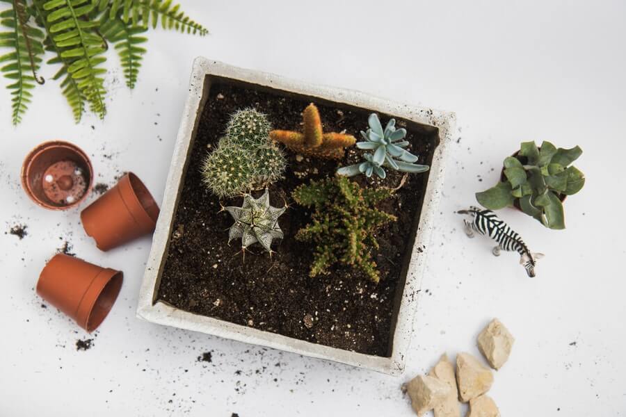 succulents growing in containers
