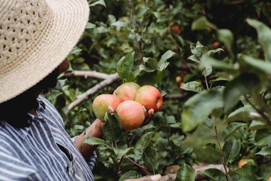 woman holding picked apples
