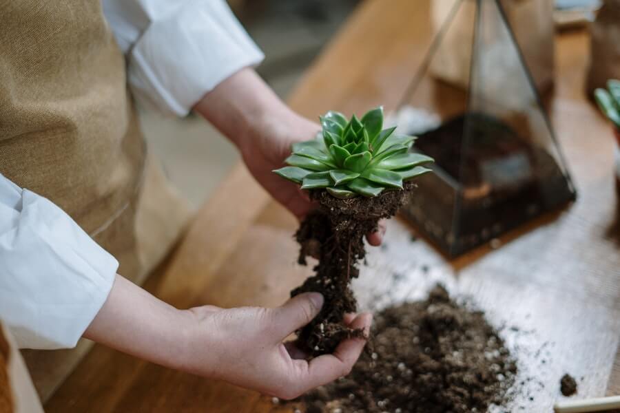 woman potting indoor plants