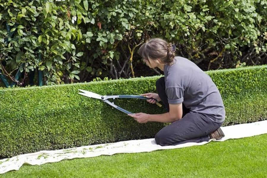 woman pruning hedge to help them be a successful windy garden solution