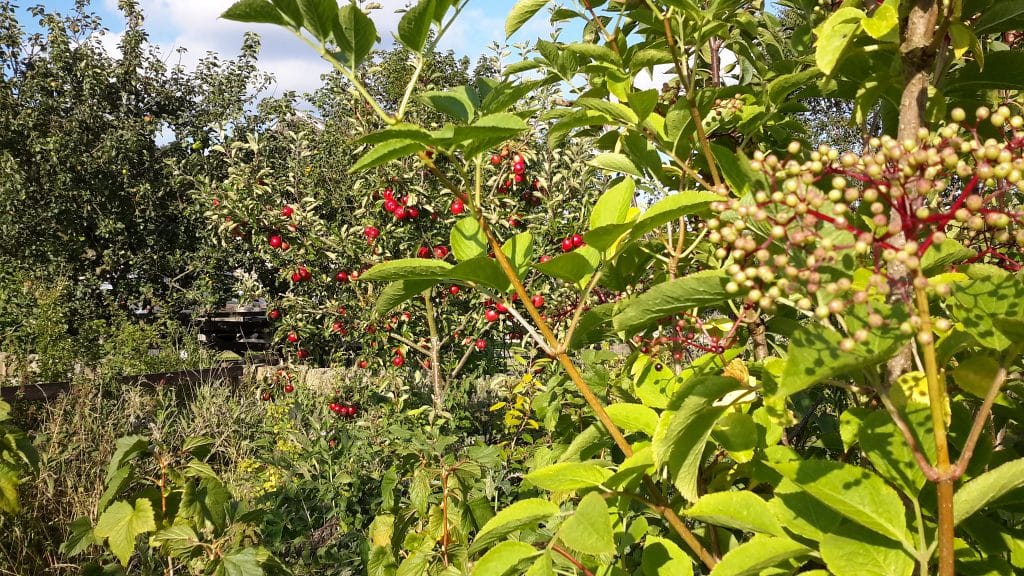 A food forest makes a wonderful low maintenance garden.