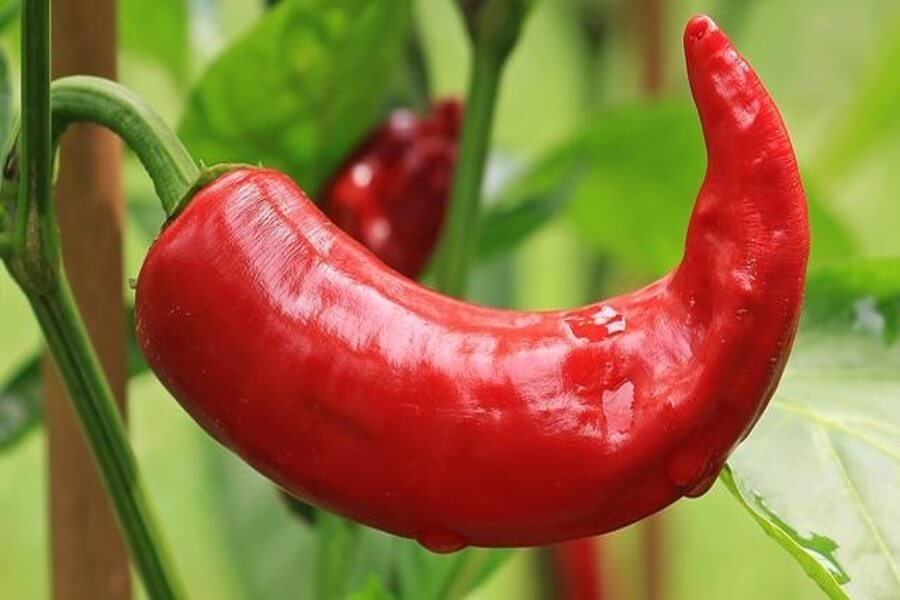 what to do with overwintering chilli plants in spring