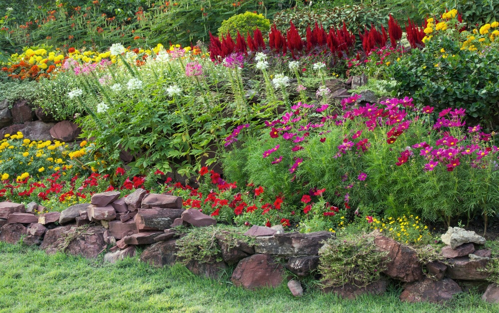 colorful flower garden