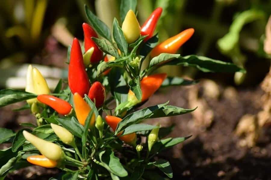 overwintering chilli plants in different colours