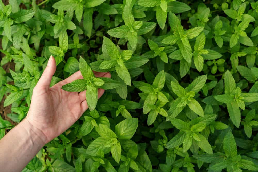 woman holding growing mint