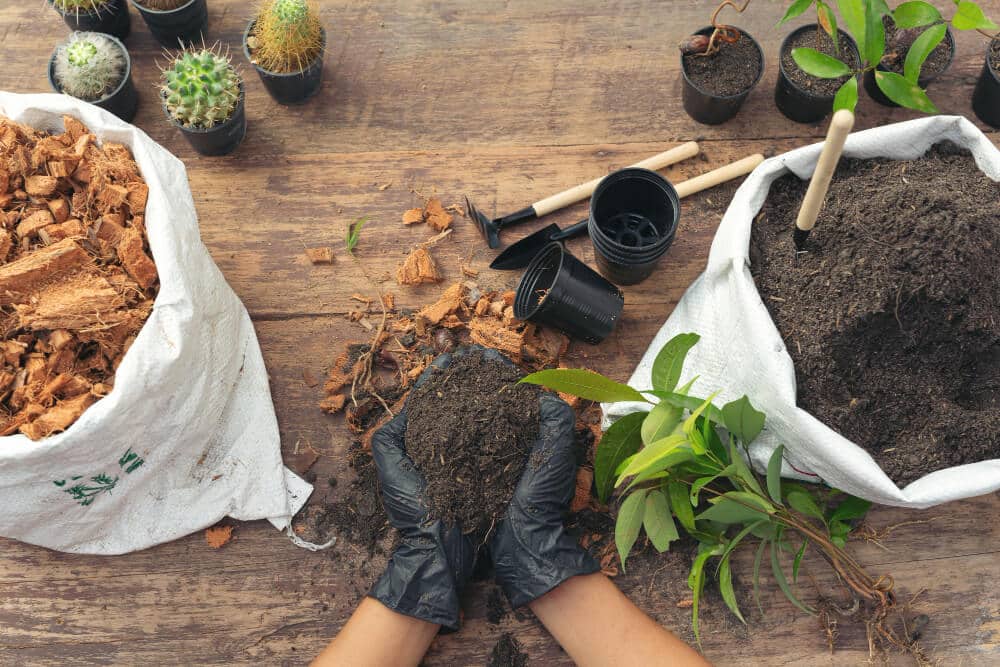gardener planting plant