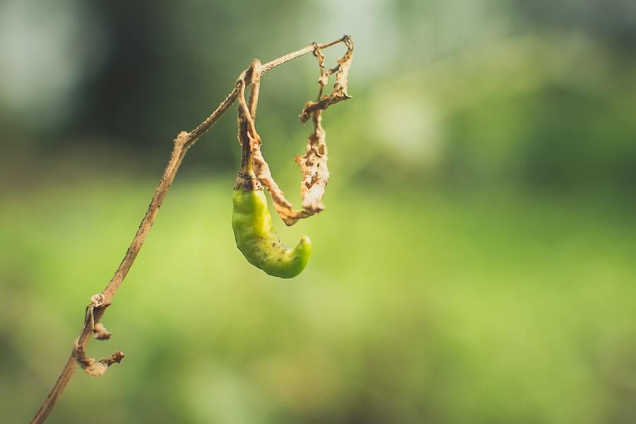 chilli plants that are ready for overwintering