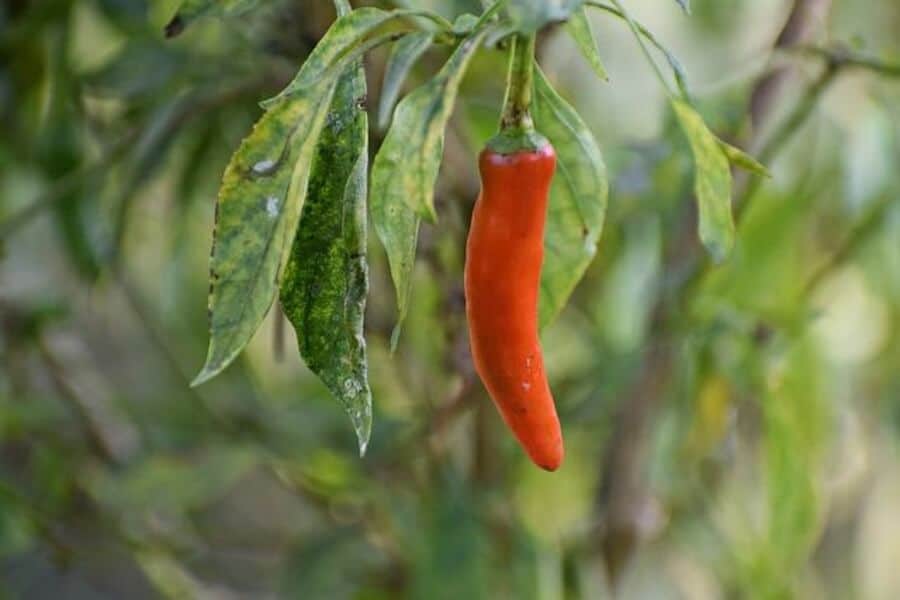 chilli plants prepared for overwintering