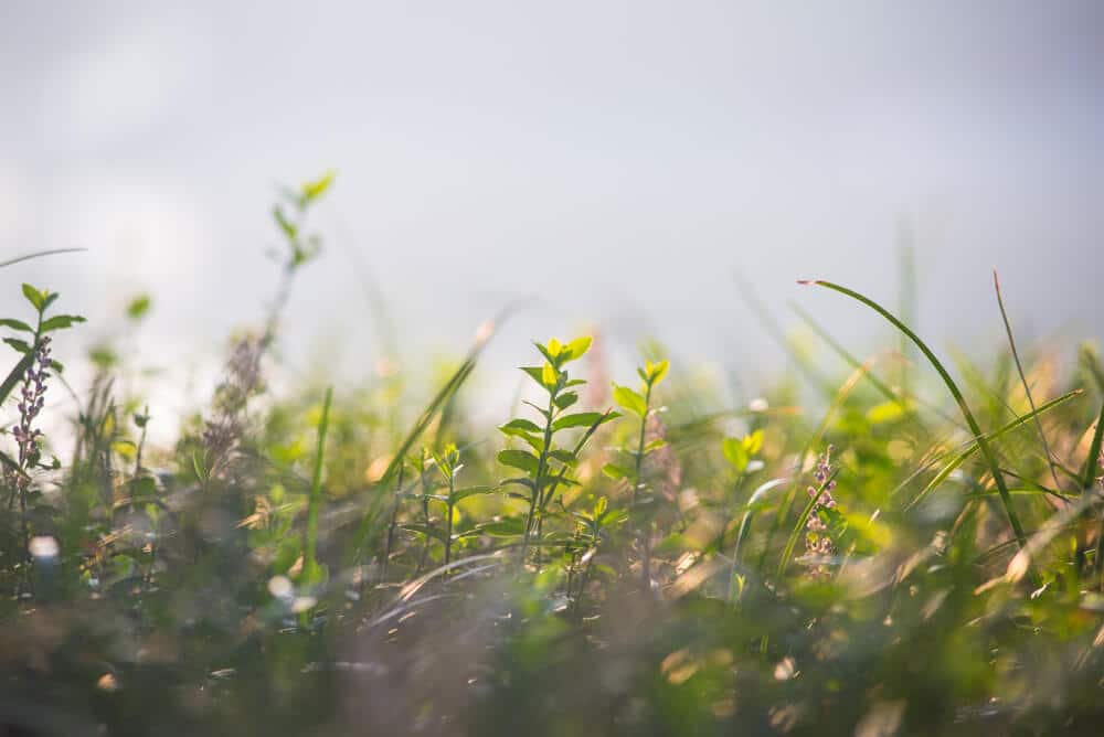 an outdoor herb garden lawn