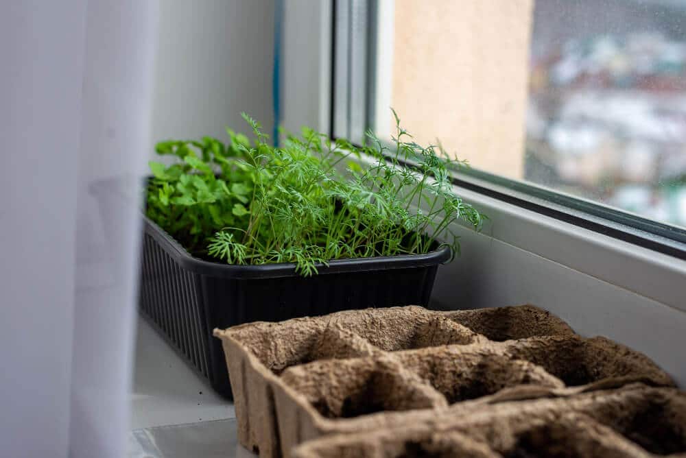 an outdoor herb garden in a window box