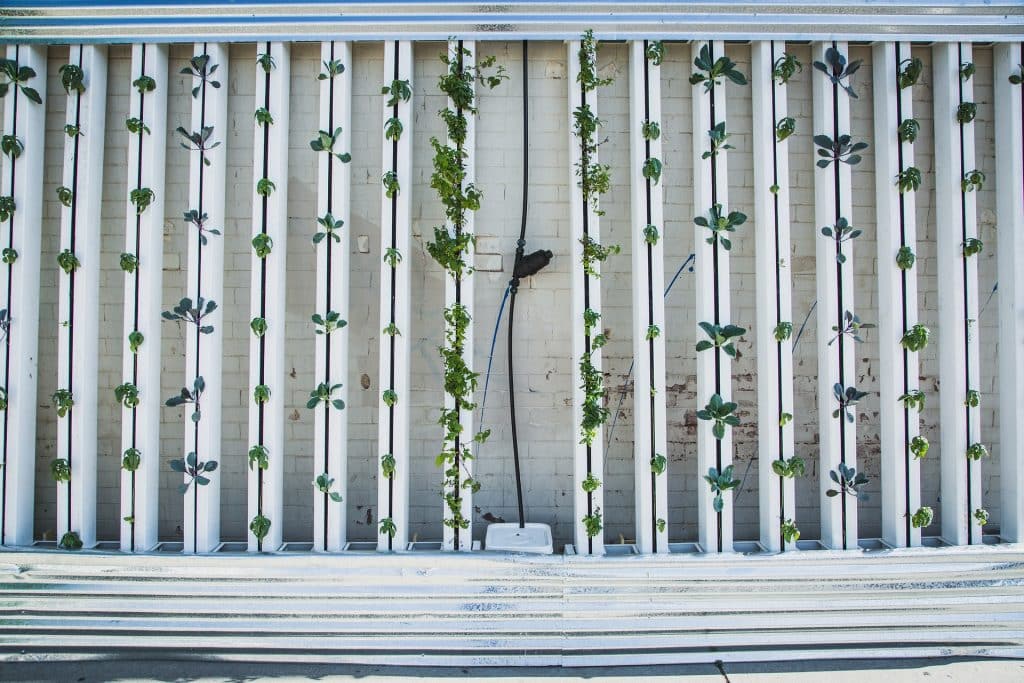 Hydroponics + aquaculture = aquaponics