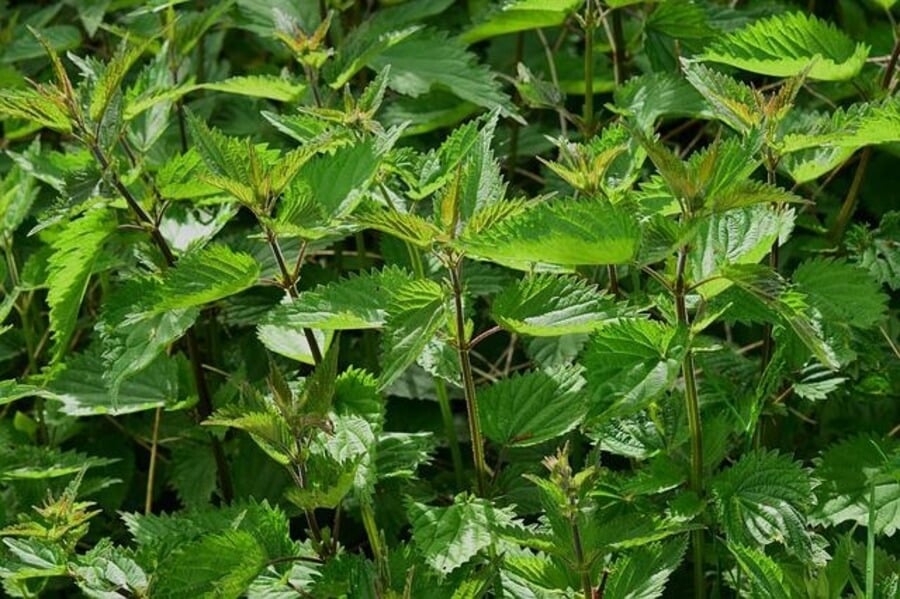 a low maintenance garden with nettles and weeds