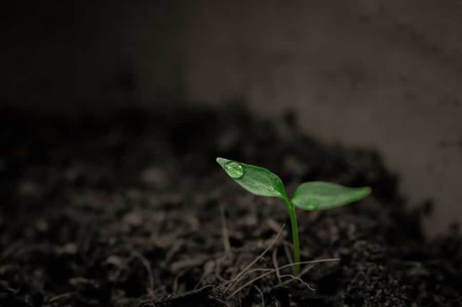 plant sprouting in soil