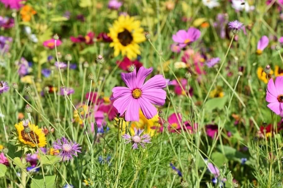 wild flowers