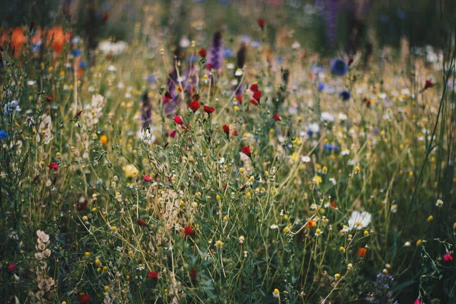 wildflower field