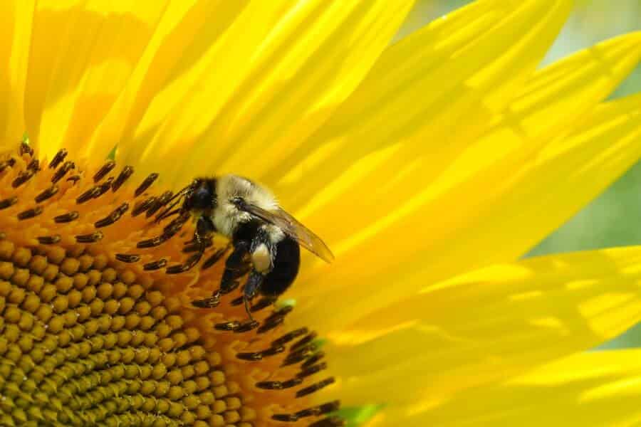 bee pollinating sunflower