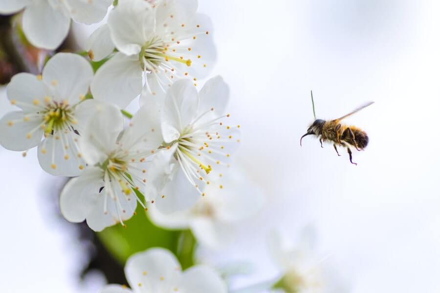 bee pollinating white flowers