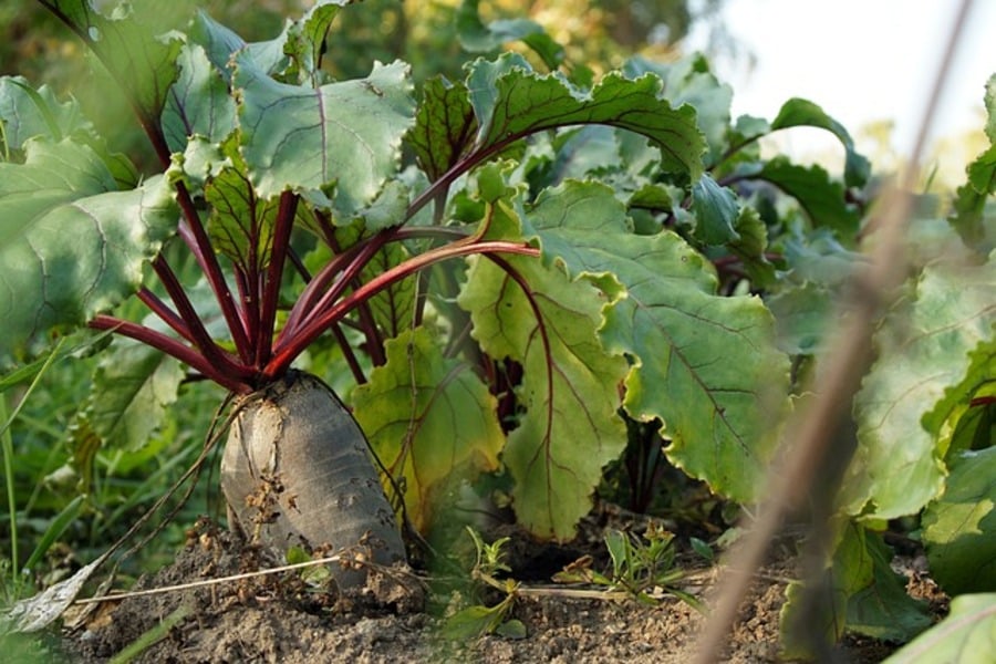 beetroot plants that you can sow in july