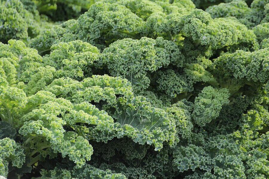 leaves of brassica plants