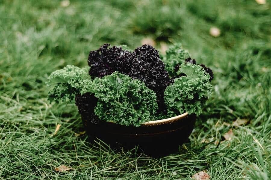 harvested brassica plants