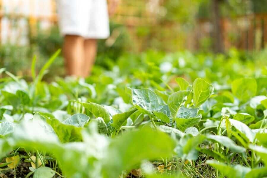 brassica plants in a green room