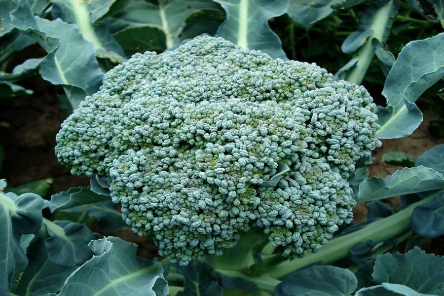 broccoli showing what to sow in july