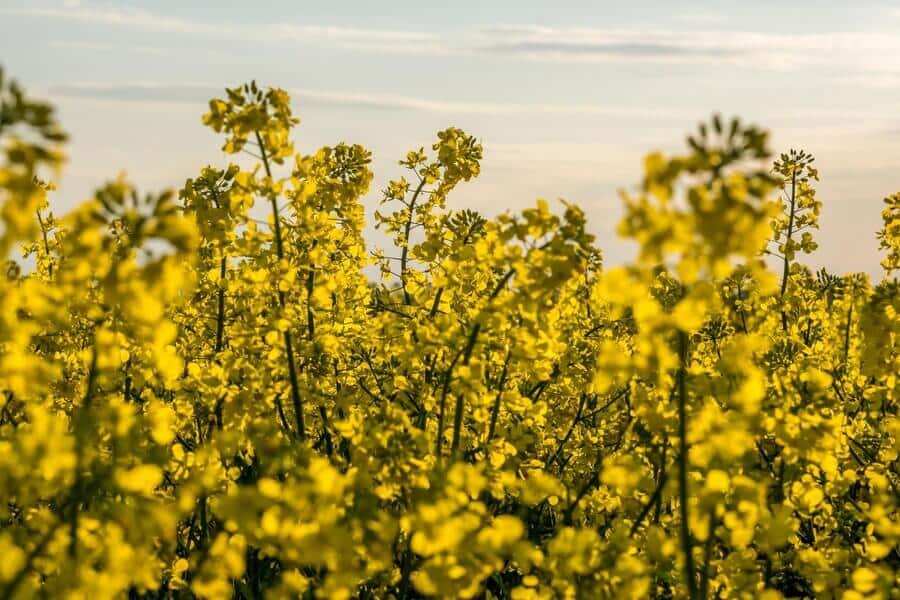 colza seed brassica plants