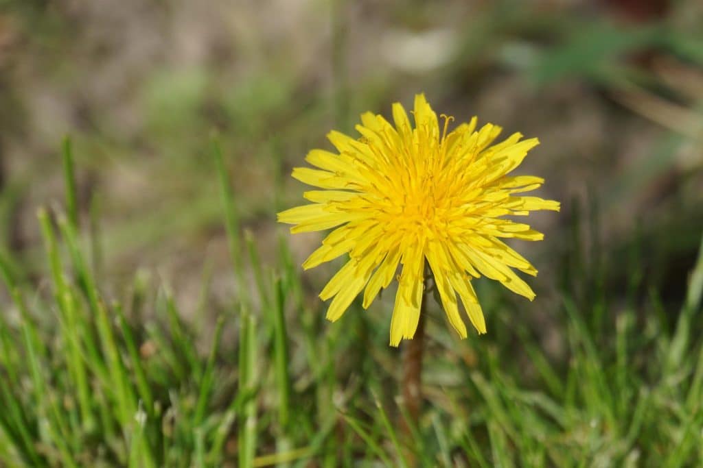 When you don't mow, dandelions and other beneficial wildflowers can appear.