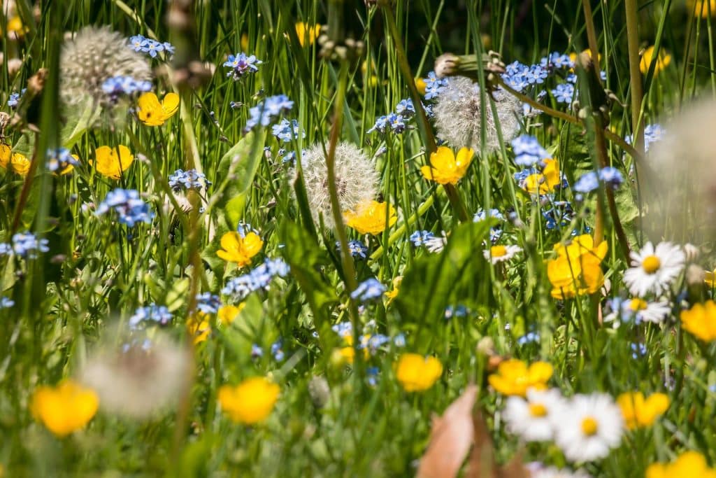 flower meadow g42b59e56a 1920