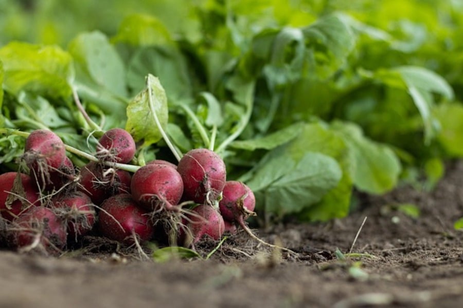 freshly harvested radishes