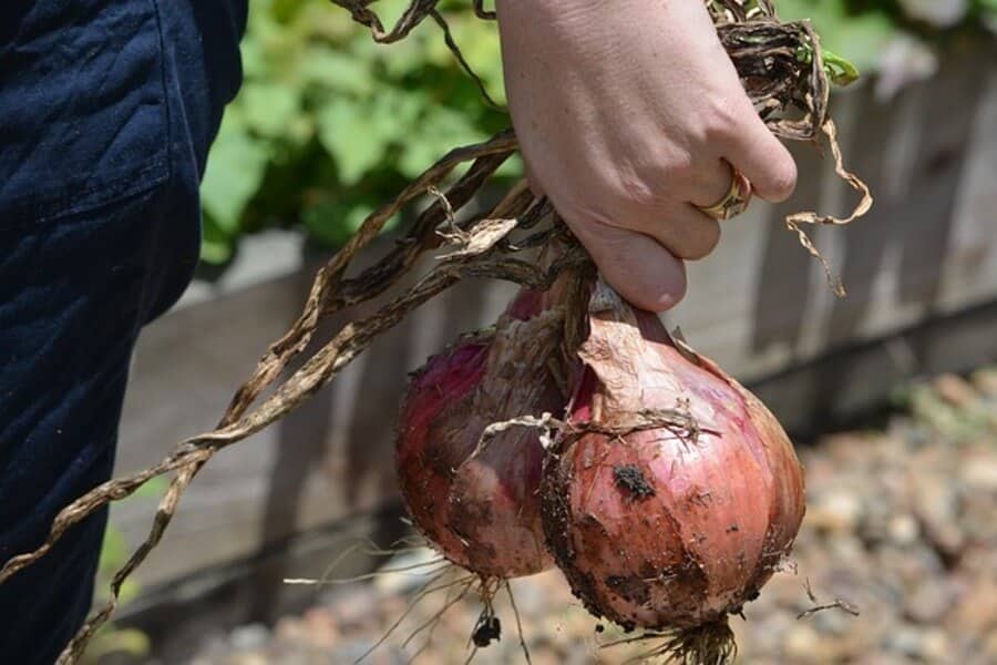 a gardener carrying onions that were ready to harvest