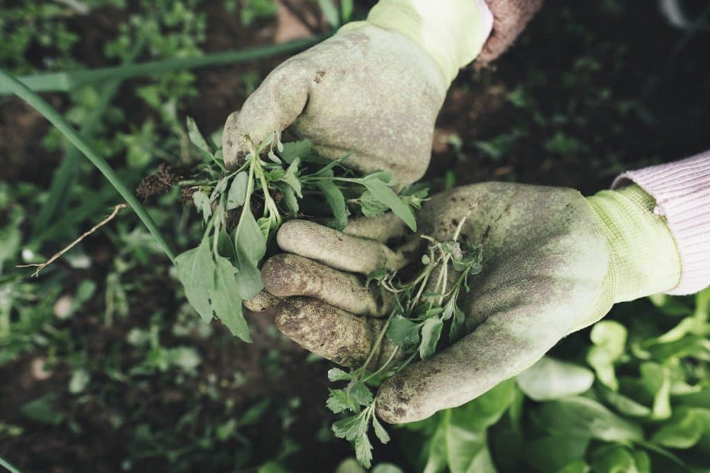 gardening gf548ab53d 1920