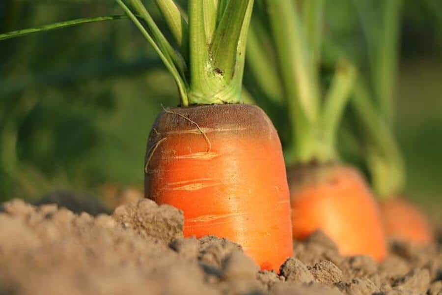 what to sow in july? carrots