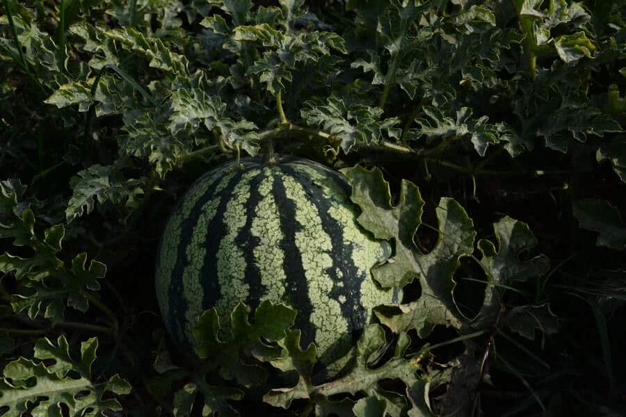 a watermelon grown by the pollination process
