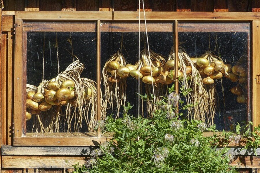 harvested onions hanging in a window