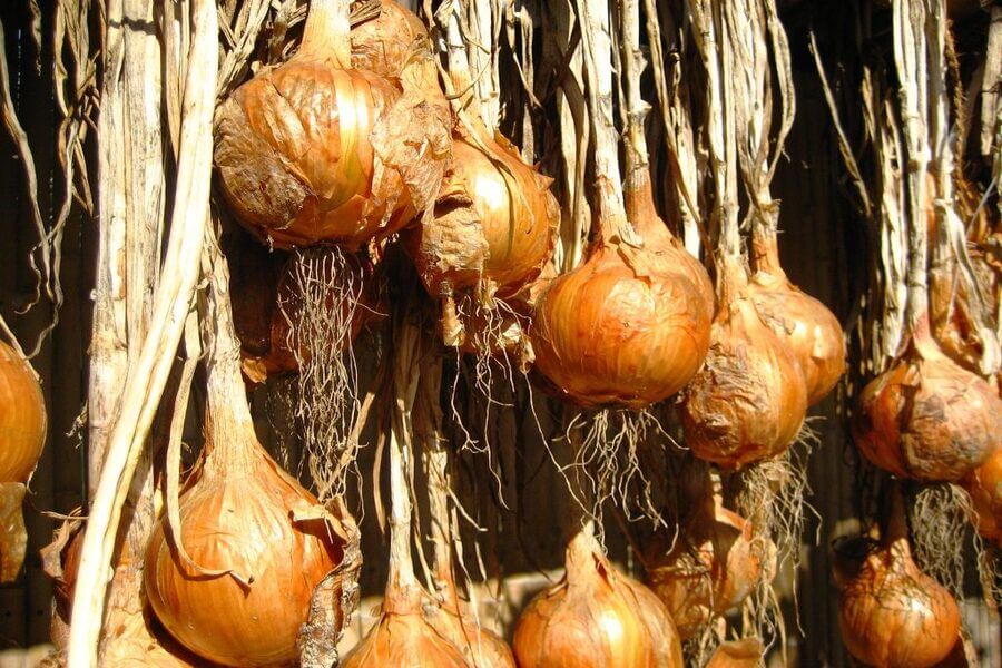 harvested onions ready to be stored