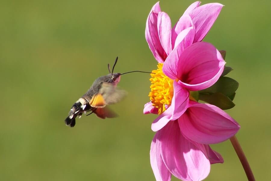 a hummingbird helping the pollination process by pollinating a pink flower