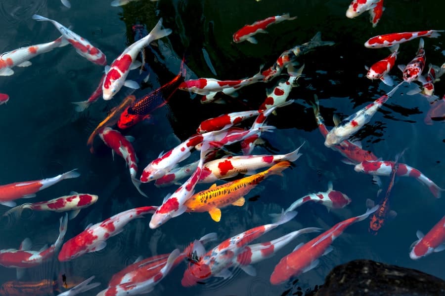 koi fish