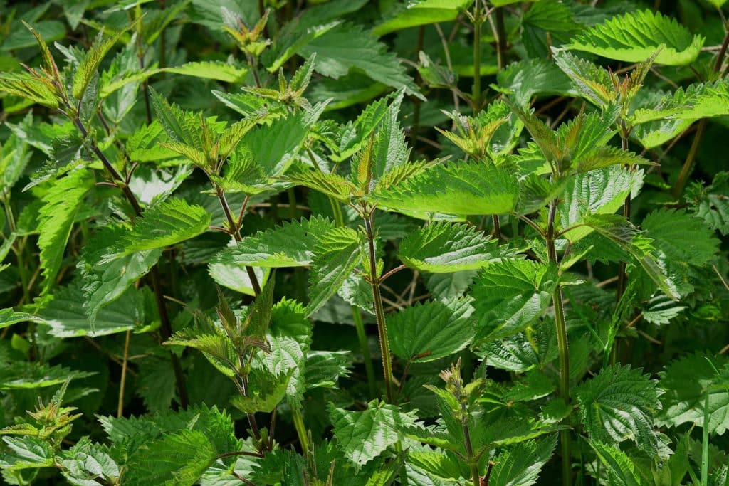 Weeding is definitely not always required. Some weeds - nettles for example - can be so useful in so many ways.