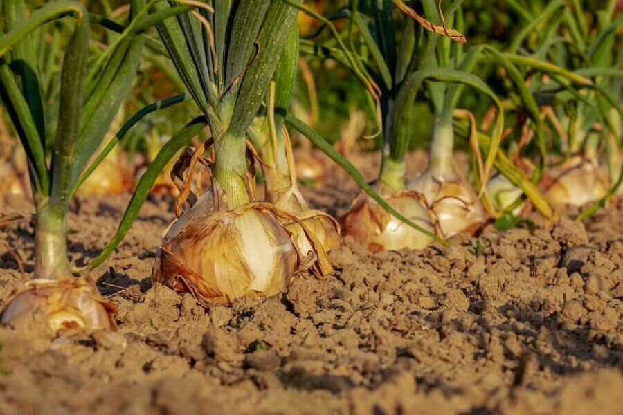 onions ready to harvest