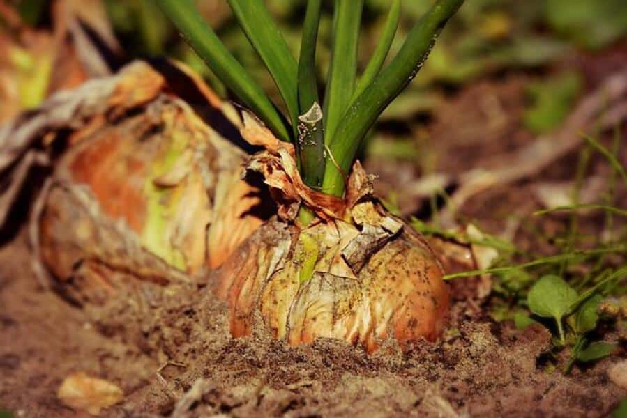 onions ready to harvest 1