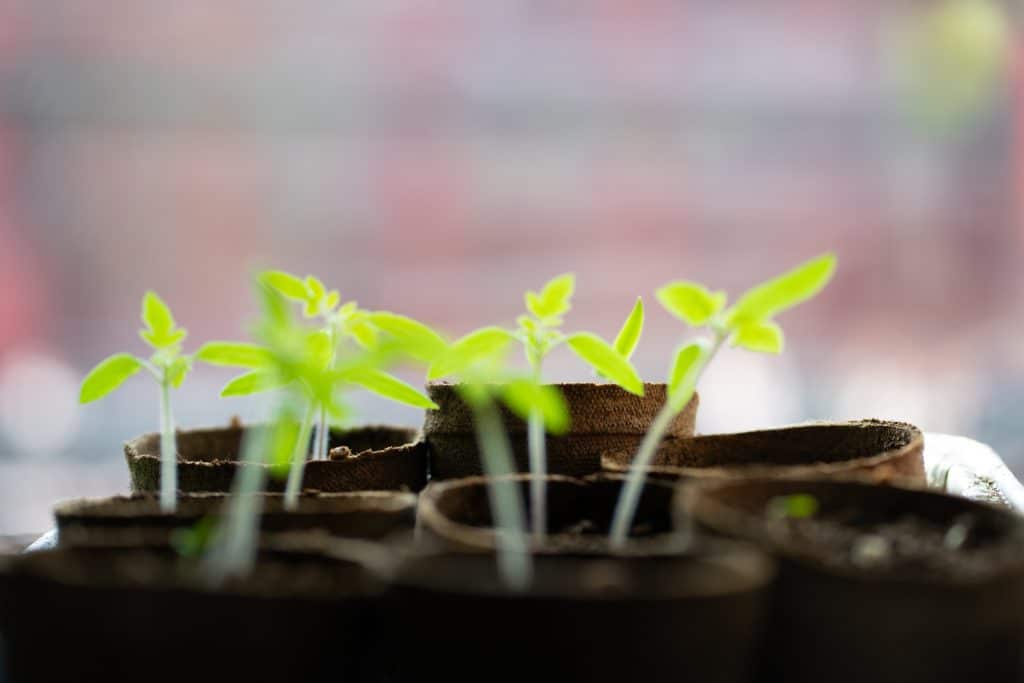 We must prick out seedlings to give them space to grow.