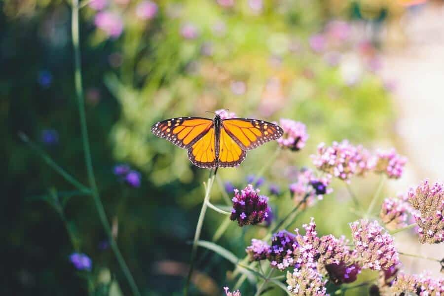 pollinating butterfly