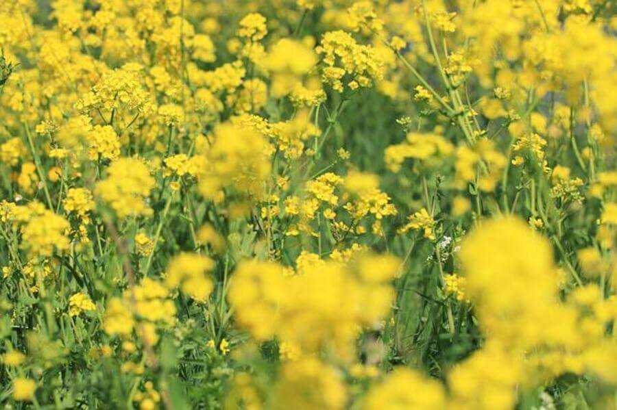 rapeseed brassica plants