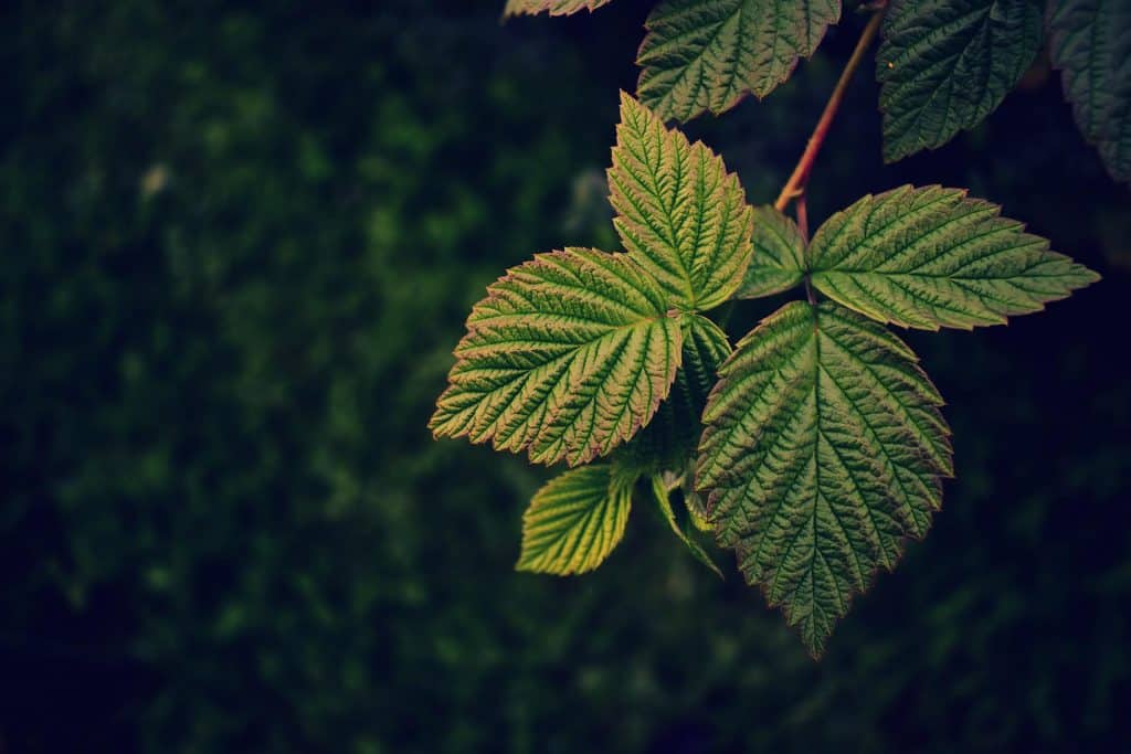 raspberry leaves g75ff7daab 1920